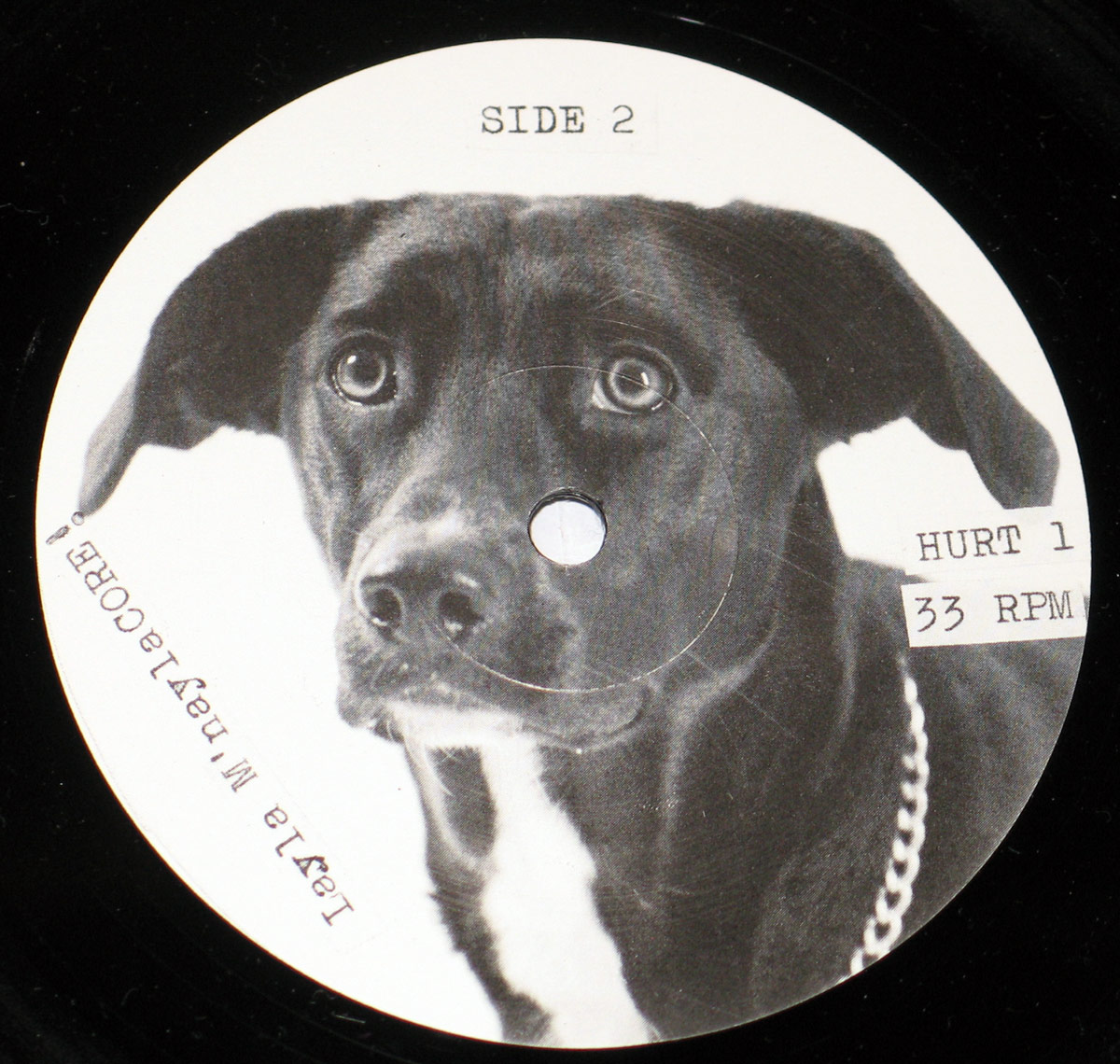 Close-up of the Side Two record label for Extreme Noise Terror's album A Holocaust in Your Head / Holocaust in Your Home. The label features a stark black-and-white photograph of a dog with large, soulful eyes and a slightly sad, pleading expression. The animal’s dark fur contrasts with the white background, and a chain collar is faintly visible around its neck. At the top, the label simply states SIDE 2 in typewriter-style font. On the right-hand side are the catalog number HURT 1 and speed marking 33 RPM. Along the edge, the phrase LAYLA W. MAYALACORE is printed, adding a mysterious personal touch. The overall design is raw and unpolished, in keeping with punk and grindcore aesthetics, creating a jarring contrast between the tender image of the dog and the violent music etched into the grooves.